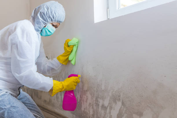 Trusted East Camden, AR Mold Removal & Remediation Experts