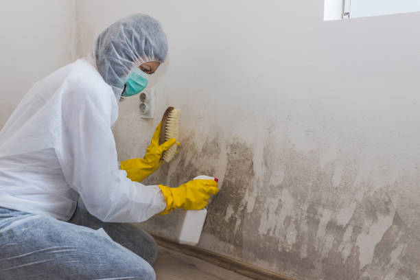 Best Mold Prevention Services  in East Camden, AR